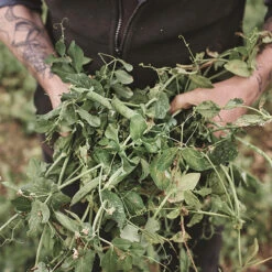 New Arrival -Liquor Series Store peas brian whar